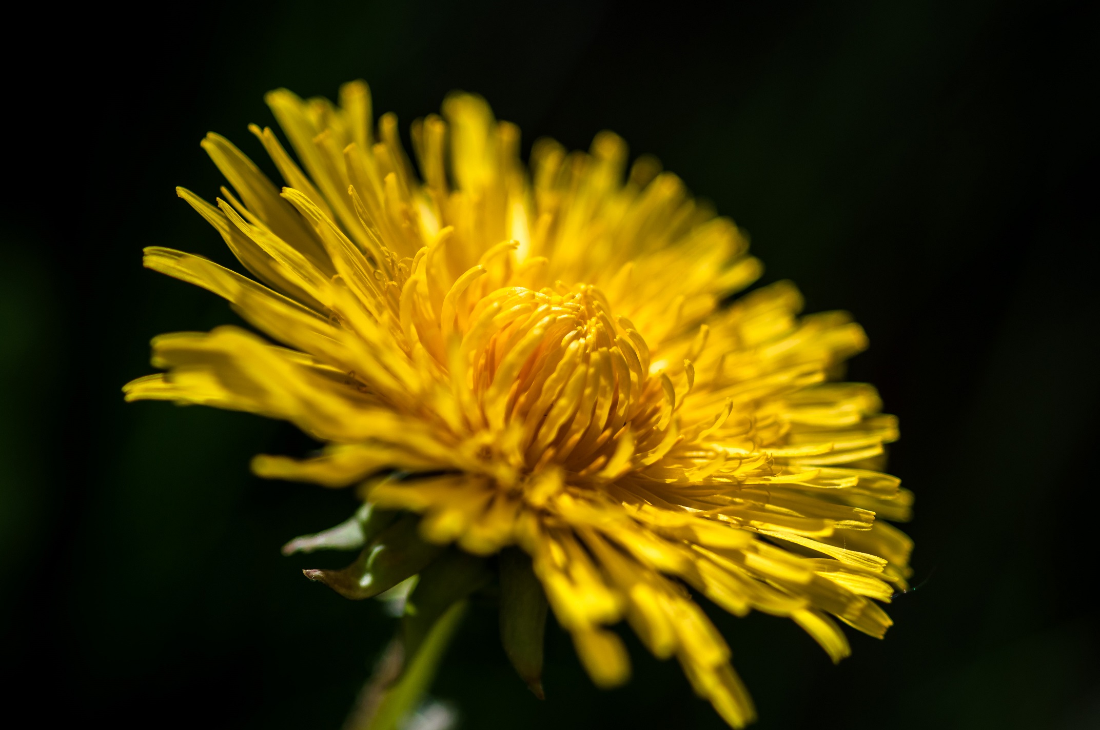 Fleurs, je vous aime (3/2016)