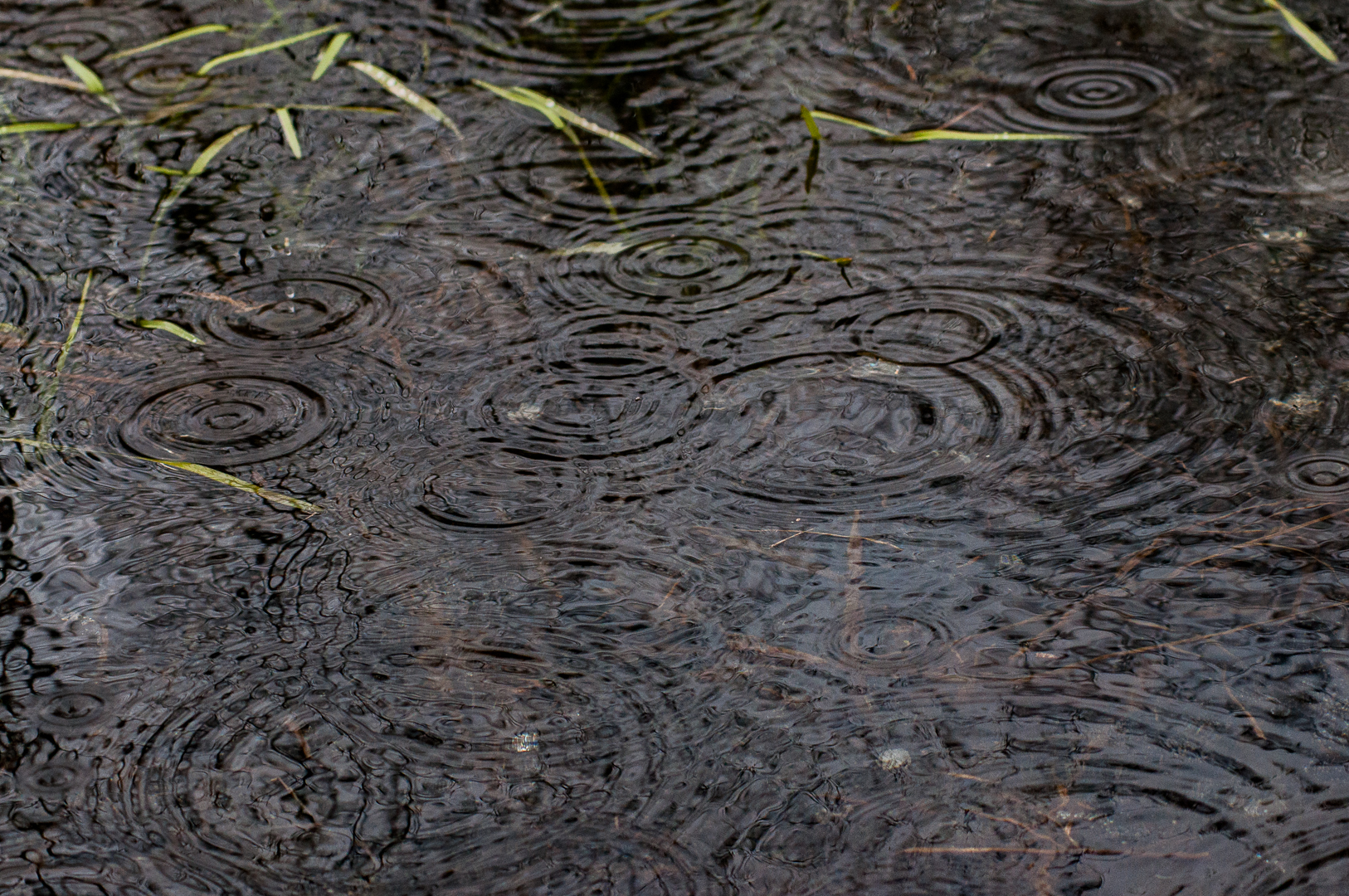Sous la pluie (2/2018)