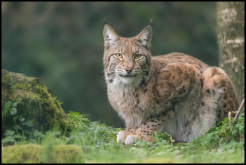 Lynx