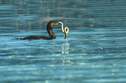 Yvan Gummy Rang 1Cormoran et anguille
