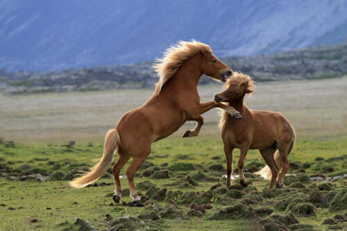 Yvan Gummy Rang 1Chevaux islandais