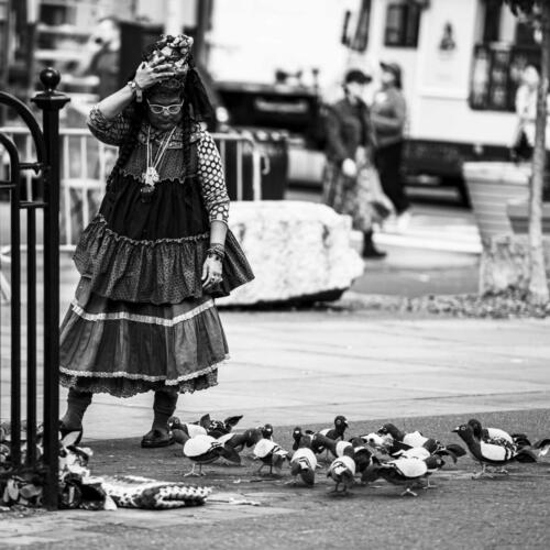 Pigeons factices, NYC