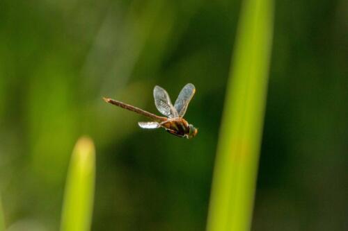 IMG 5486