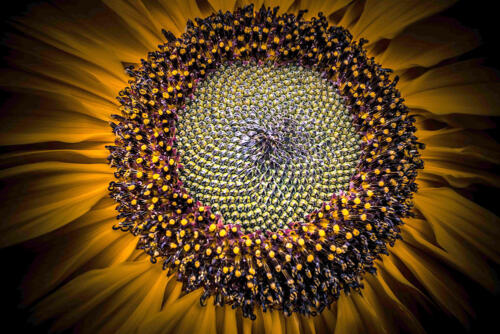 Tournesol 01