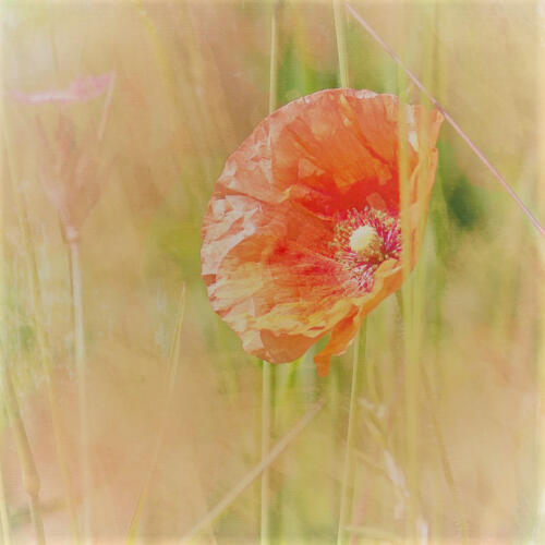 coquelicot 01