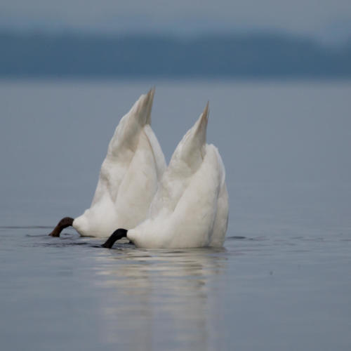 cygnes