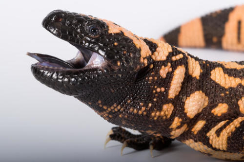 lzard