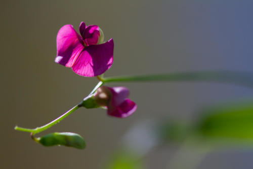 macro