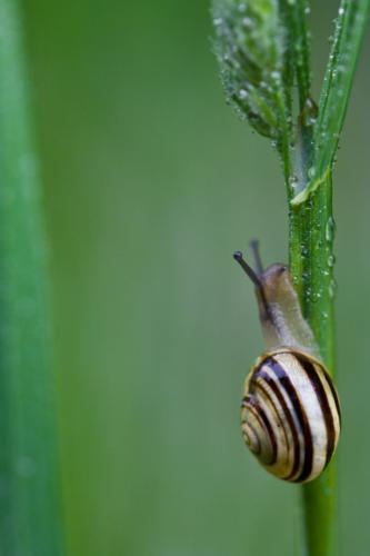 macro 2