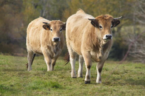 Duo de Salers