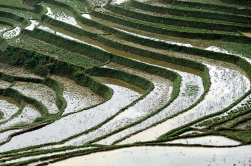 Rizières en terrasse, région de Sapa,Vietnam