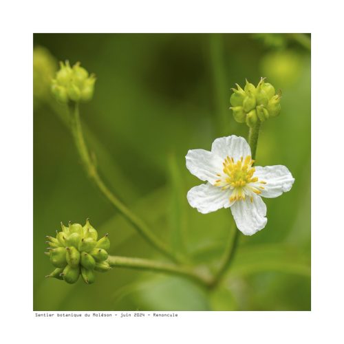 Jacques-Hostettler-Herbier-numerique-