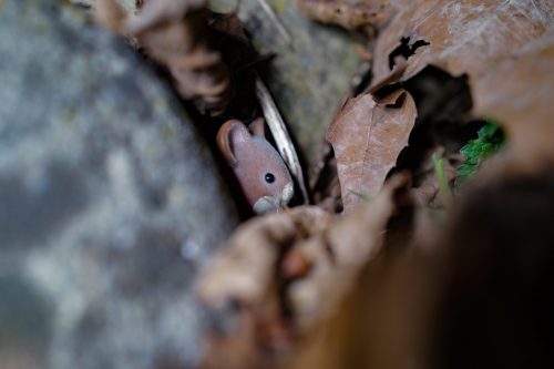 PCF-Toy-photography-2026-1007626