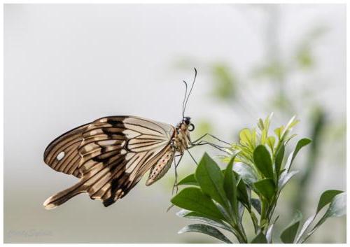Papillon 5